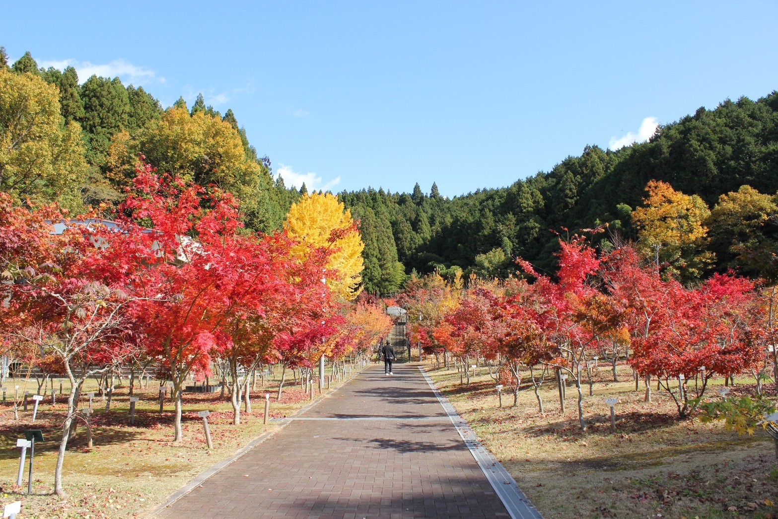 宇陀市 2024年秋・奈良県宇陀市の紅葉お出かけスポット4選 | うだ薬湯の宿 やたきや 公式サイト - 奈良県宇陀市