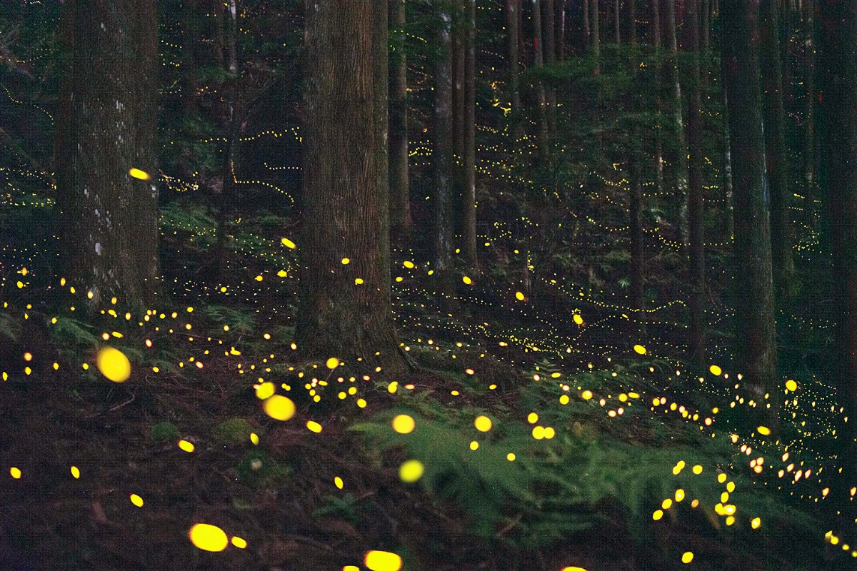 ホタル屋 ホタル屋 - GUEST HOUSE - | びわ湖高島観光ガイド