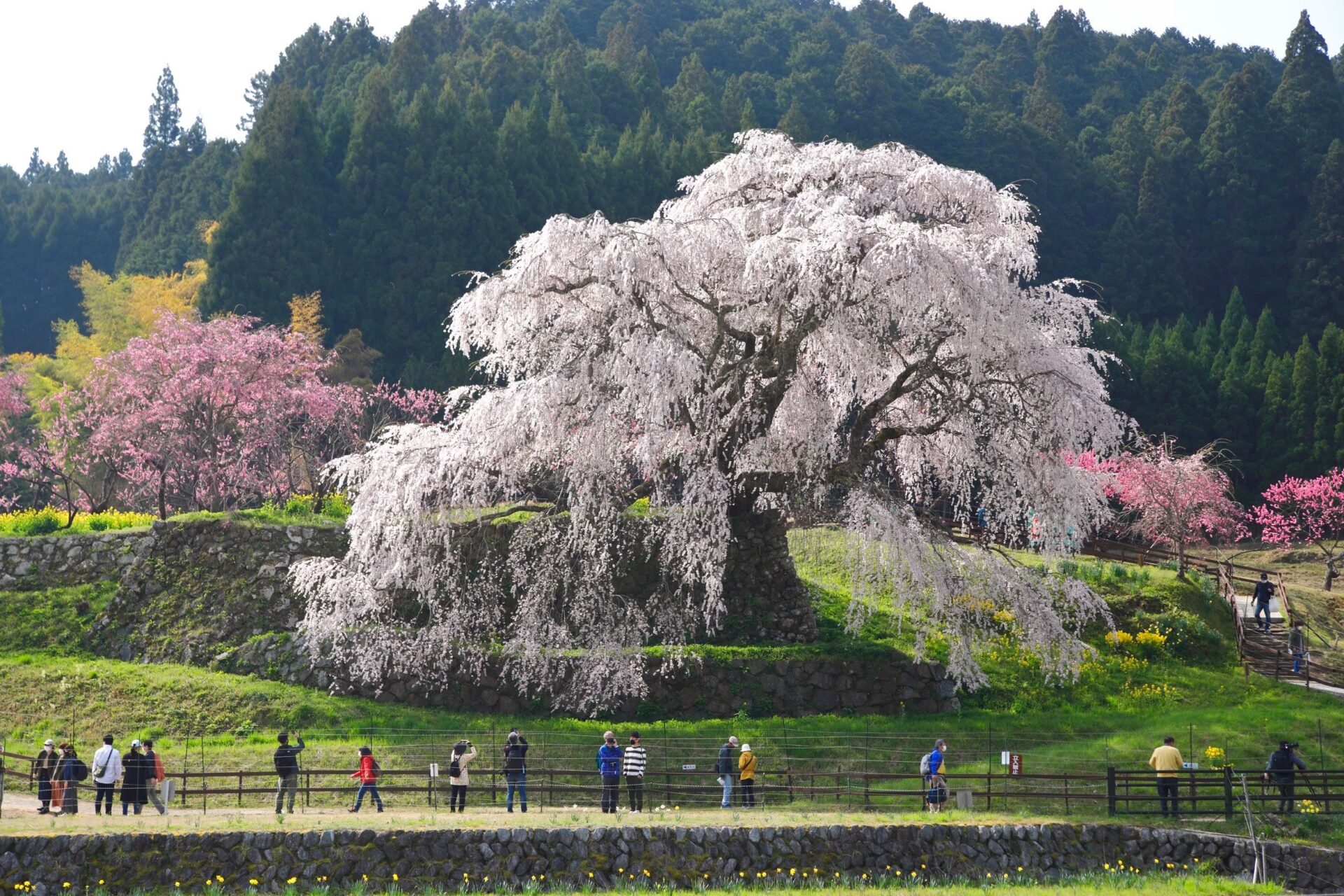 又兵衛桜（本郷の瀧桜）